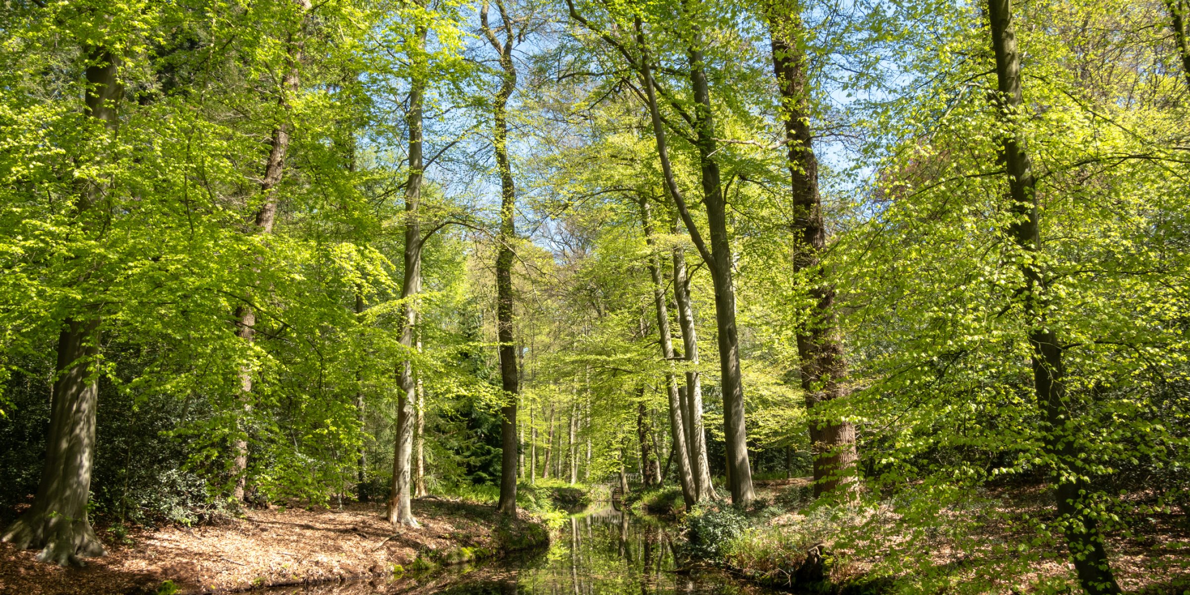 Pond in woodland near Hilverbeek in Spanderswoud between Hilversum and 's Graveland, Netherlands